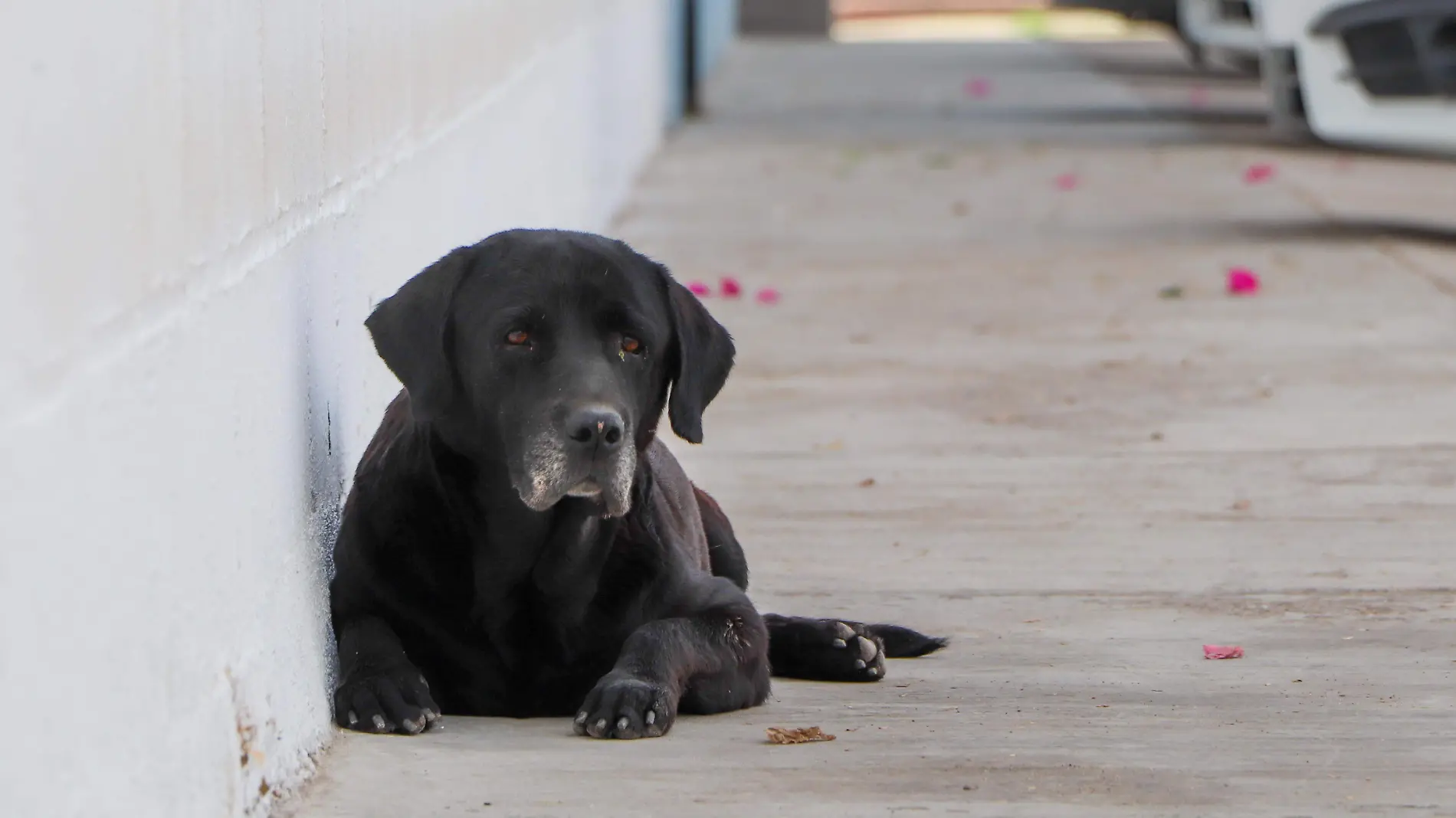 Mascotas animales perros - Mike Acosta (2)